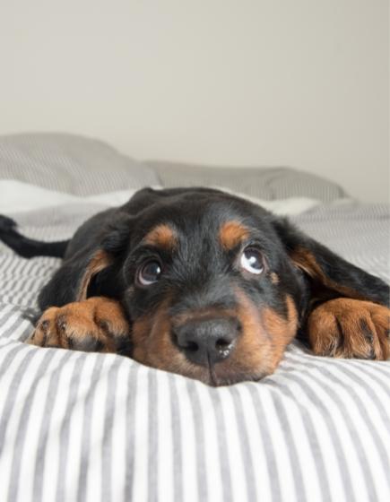 Adorable puppy lying on striped bed, big sweet eyes.
